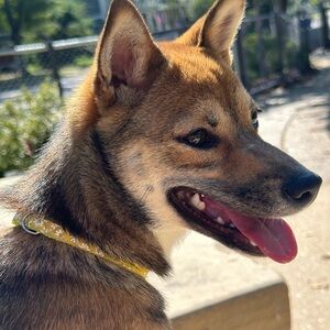 Meet your Posher, Bonnie